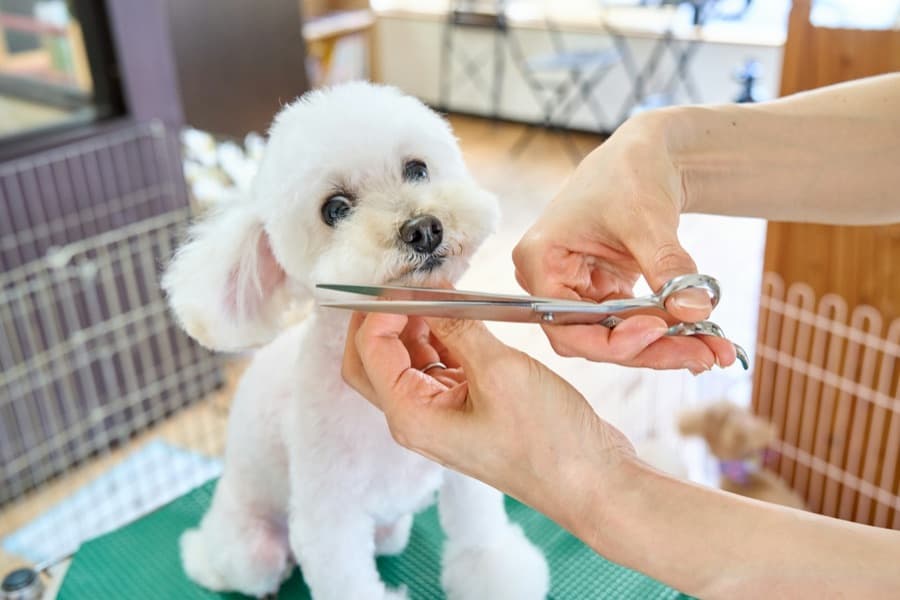 A groomer trimming a small white dog
